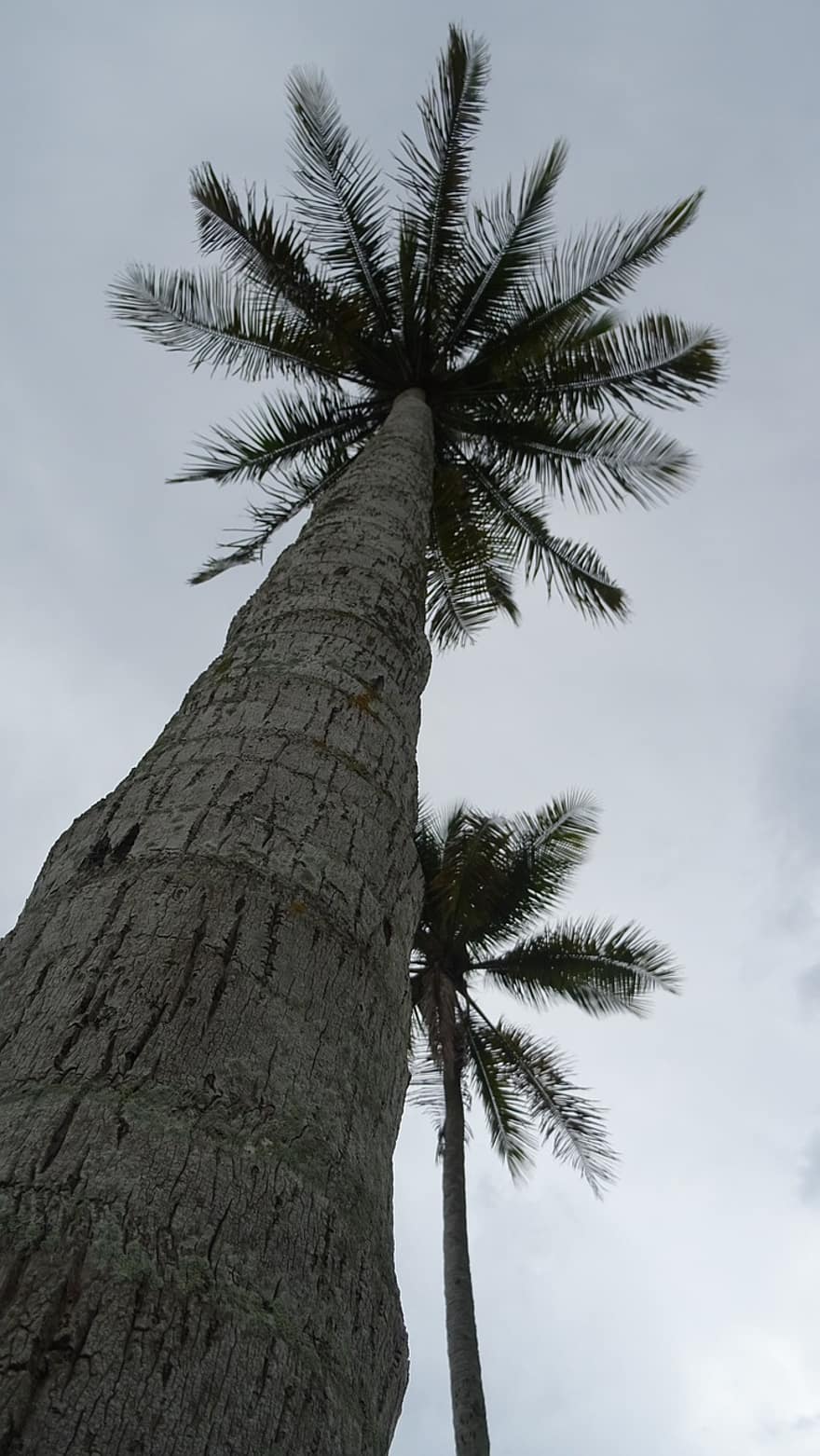 кокосово дърво, багажник, дърво, длан, тропически, мътен, природа, небе