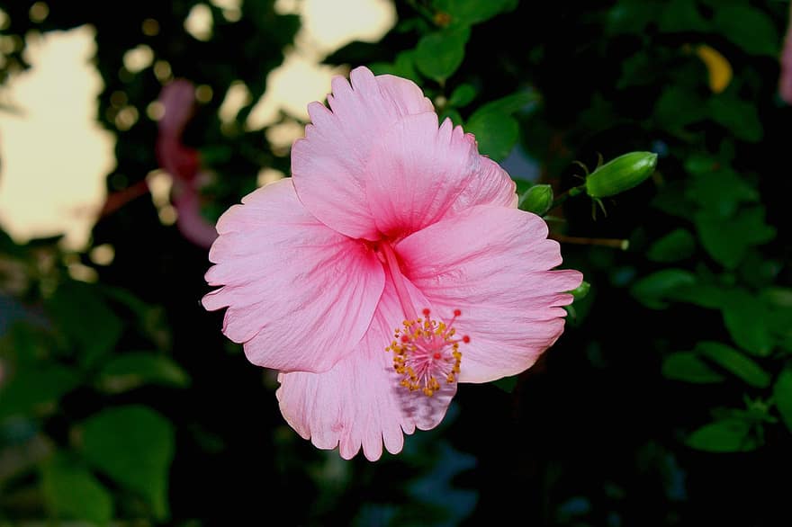 roz hibiscus, hibiscus, floare roz, natură, fundal, macro