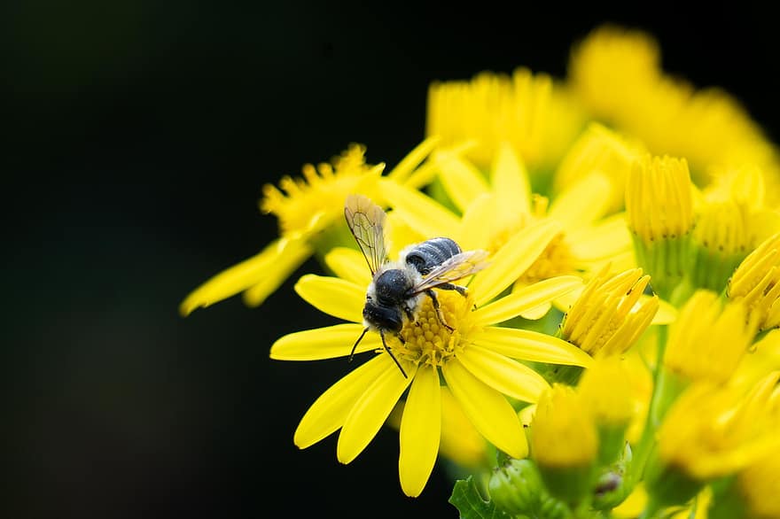 gruvebi, Bie, blomst, gul blomst, insekt, pollinator, pollinering, pollen, nektar, flora, anlegg