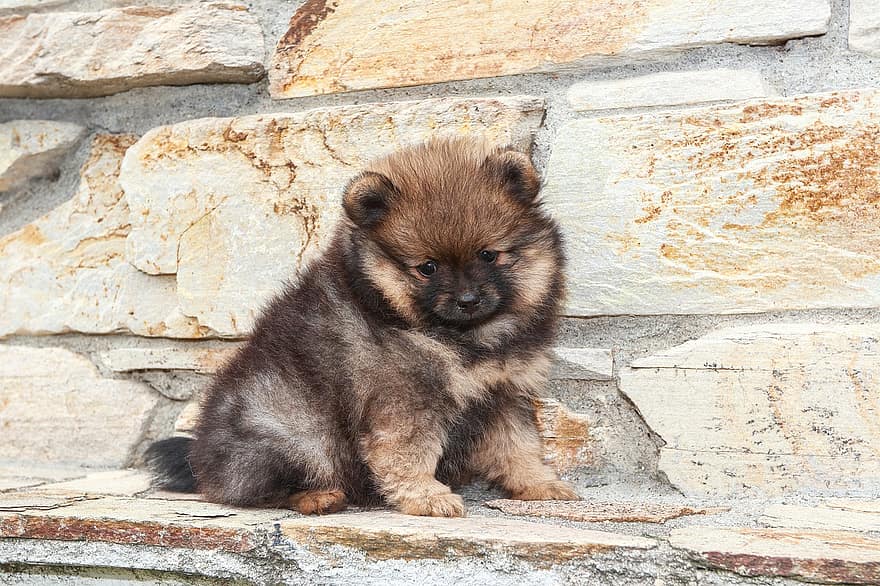 cucciolo, cane, volpino, Pomerania marrone, animale, mammifero, carina, soffice, affascinante, giocoso, piccolo