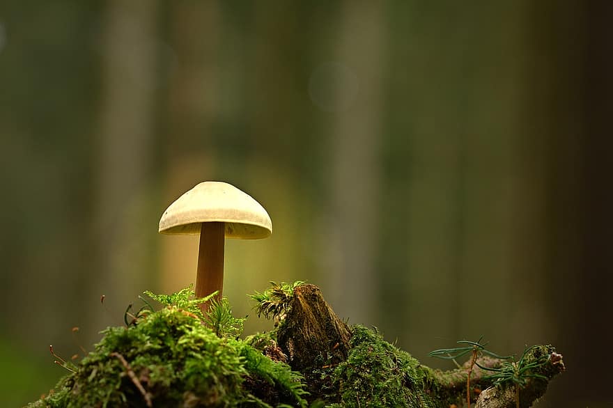 forêt, champignon, mousse, la nature, champignon vénéneux