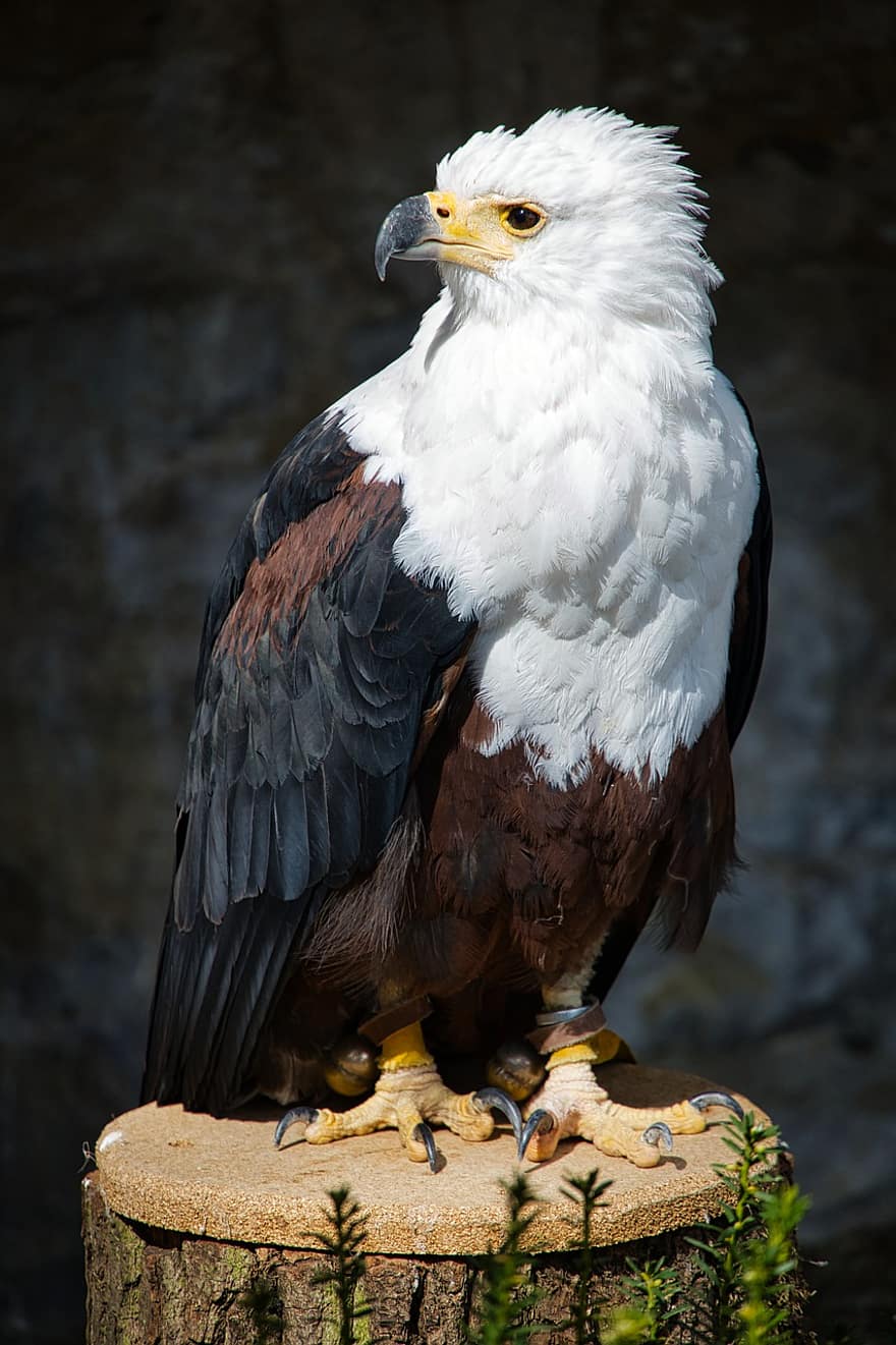 àguila calba, animal salvatge, raptor, falconeria, àguila de cua blanca, naturalesa, ocell, rapinyaire, ploma, factura, retrat