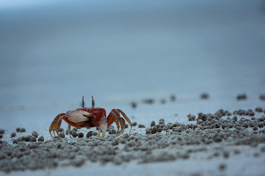 krabbe, dyr, marine, arter, væsen, sand, strand, tæt på, klo, krebsdyr, kystlinje