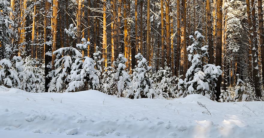 дървета, зима, сняг, гора, снежна преспа, скреж, студ, гори, природа, дърво, сезон