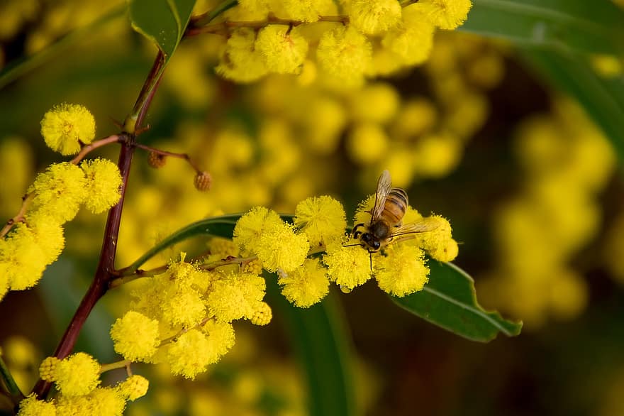 아카시아, 욋가지, 꽃들, 벌, 화분, 노랑, 모호한, 호주 원주민, pixabay