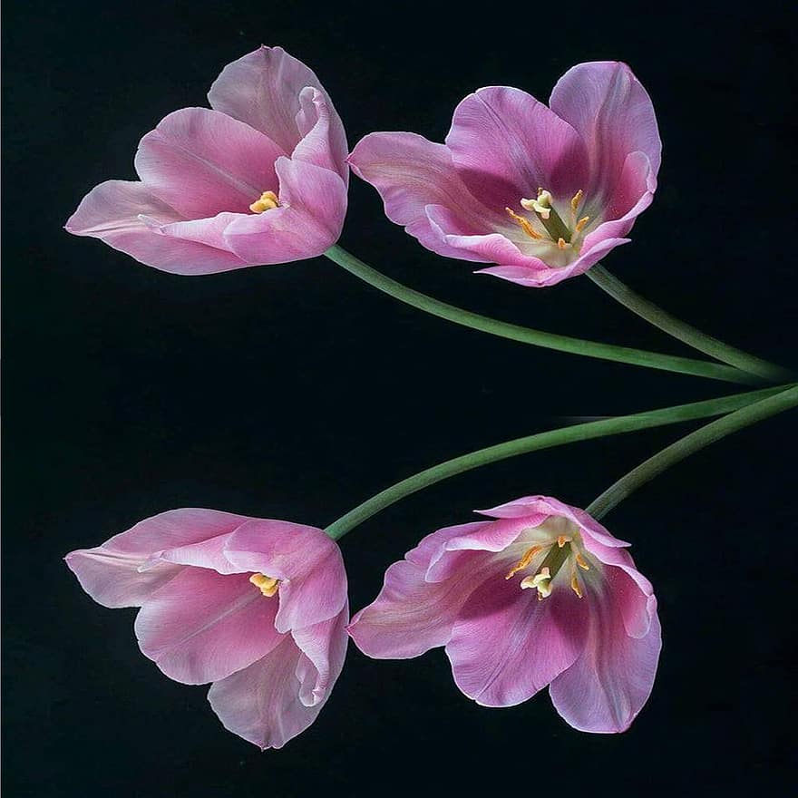 tulip, bunga-bunga, bunga-bunga merah muda, kelopak, kelopak merah muda, berkembang, mekar, flora, tanaman, bunga musim semi