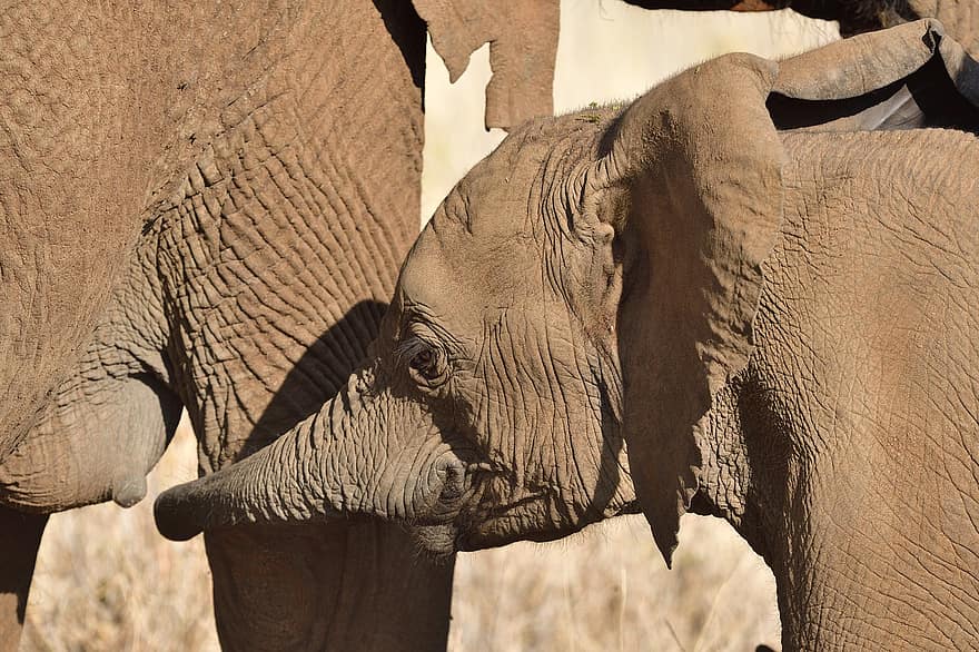 voi châu Phi, thú vật, động vật có vú, đứa bé, loxodonta africana, động vật hoang da, động vật hoang dã, động vật, hoang vu, Thiên nhiên, lewa