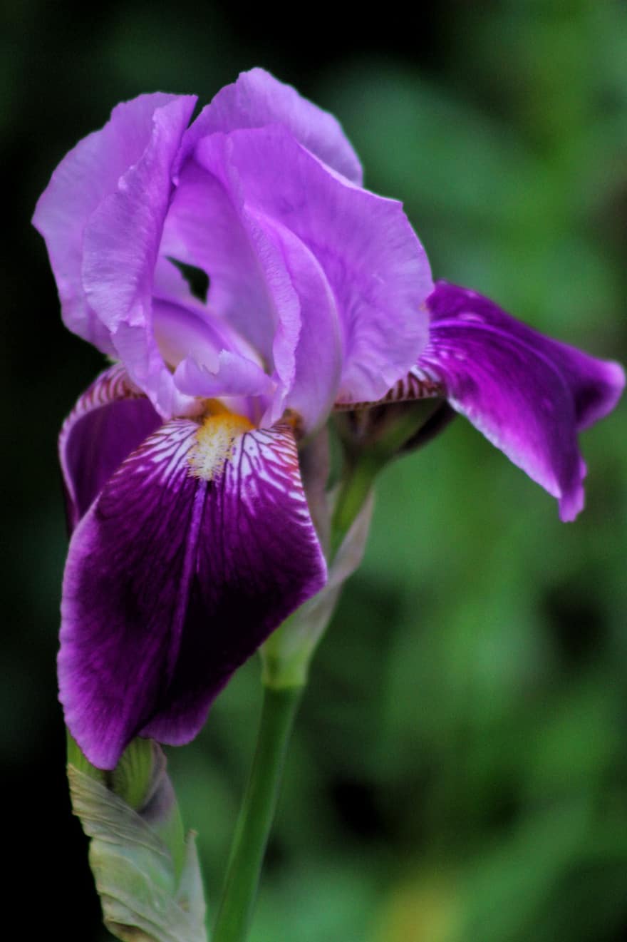 vousatý iris, květ, rostlina, duhovka, fialový květ, nafialovělý, okvětní lístky, zahrada, Příroda