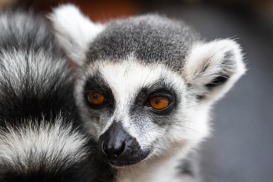 lemur, dyr, dyreliv, ring-tailed lemur, primat, pattedyr
