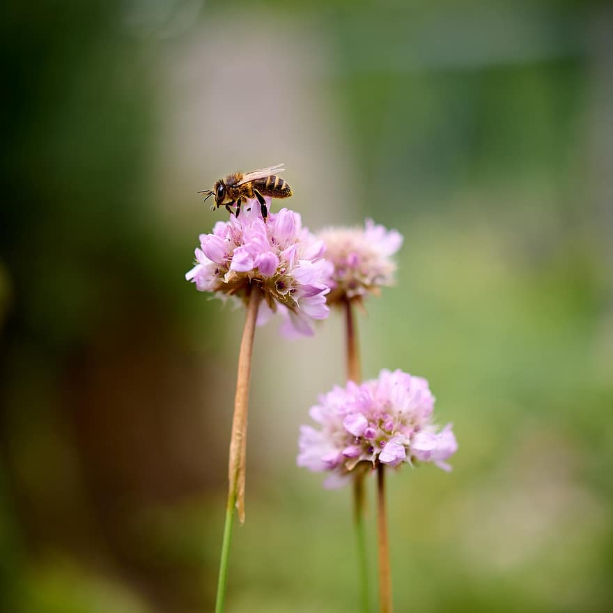abeja, insecto, flor, primavera, miel, cuadrado, de cerca, verano, planta, macro, polinización