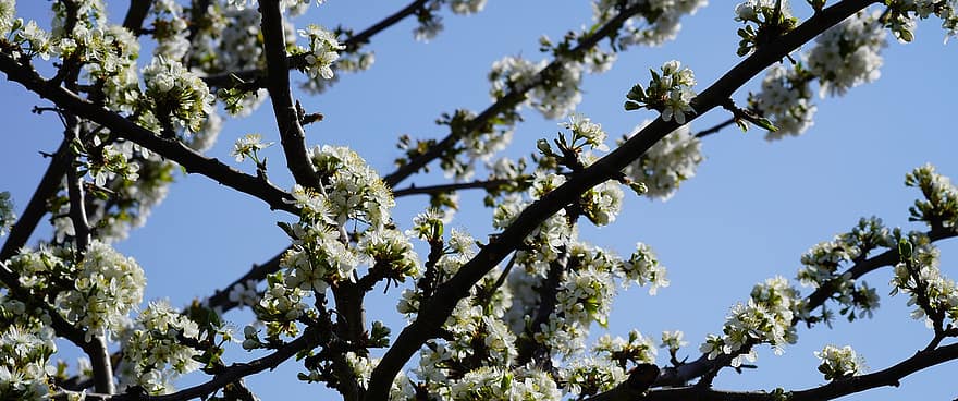 třešňové květy, jaro, třešeň, estetický, duben, modrá obloha, modré pozadí, zahrada, Příroda, Třešňový květ, strom