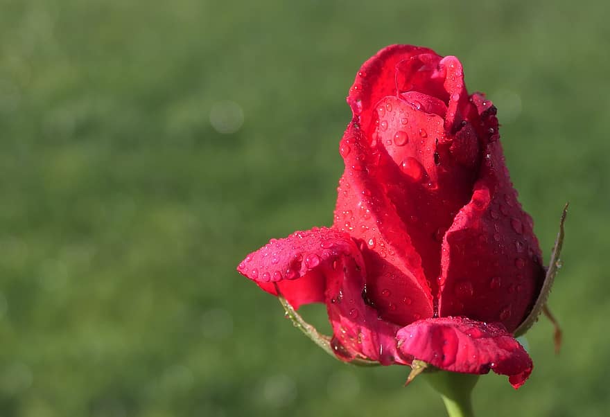 Rosa, flor, Rocío, mojado, gotas de rocío, Rosa roja, flor roja, pétalos, floración, jardín, naturaleza