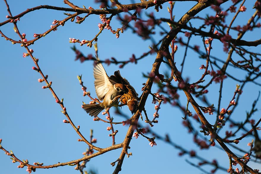 Sparrows, Wildlife, Birds, Spring, Birdwatching, Avian