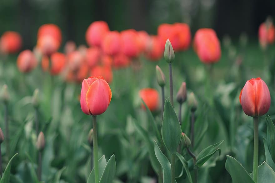 tulipaner, blomster, Mark, have, røde blomster, kronblade, flor, blomstre, flora, planter, tulipan