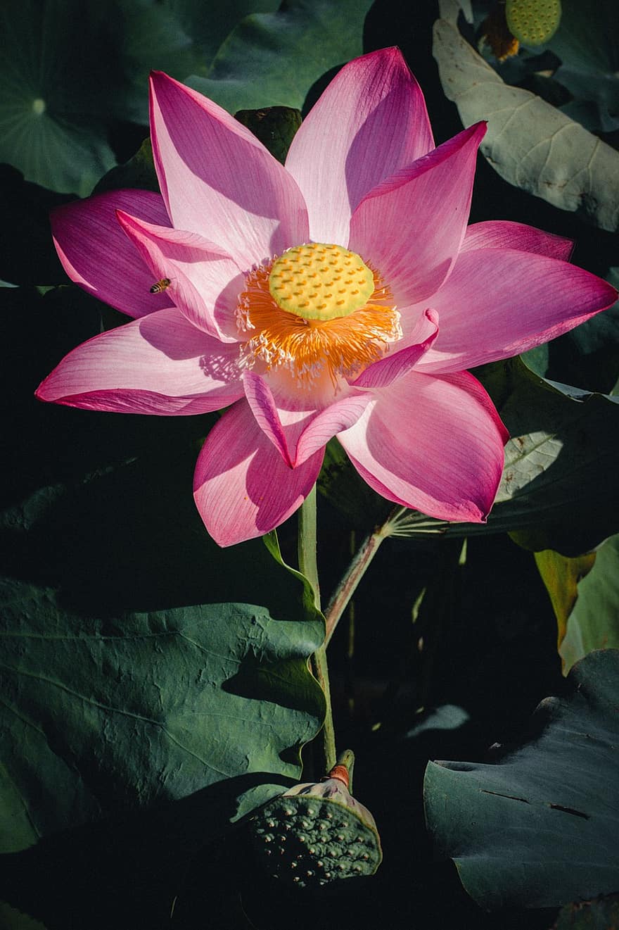 lotus, blomst, rosa blomst, Lotus blomst, blomstre, petals, rosa petals, flora, akvatisk plante, natur