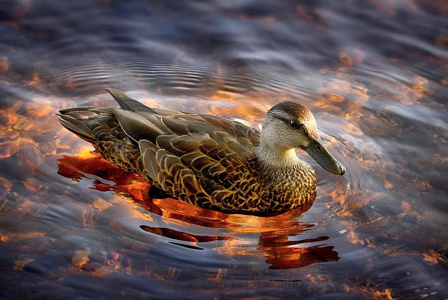Duck, Black Duck, Lake, Nature, Water, Plumage, Waterfowl, Birds, Creature, Biodiversity, Ecology