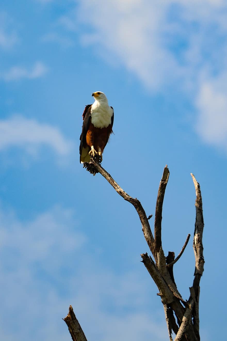 Afrikansk Bald Eagle, fugl, rovfugl, Afrika, avian