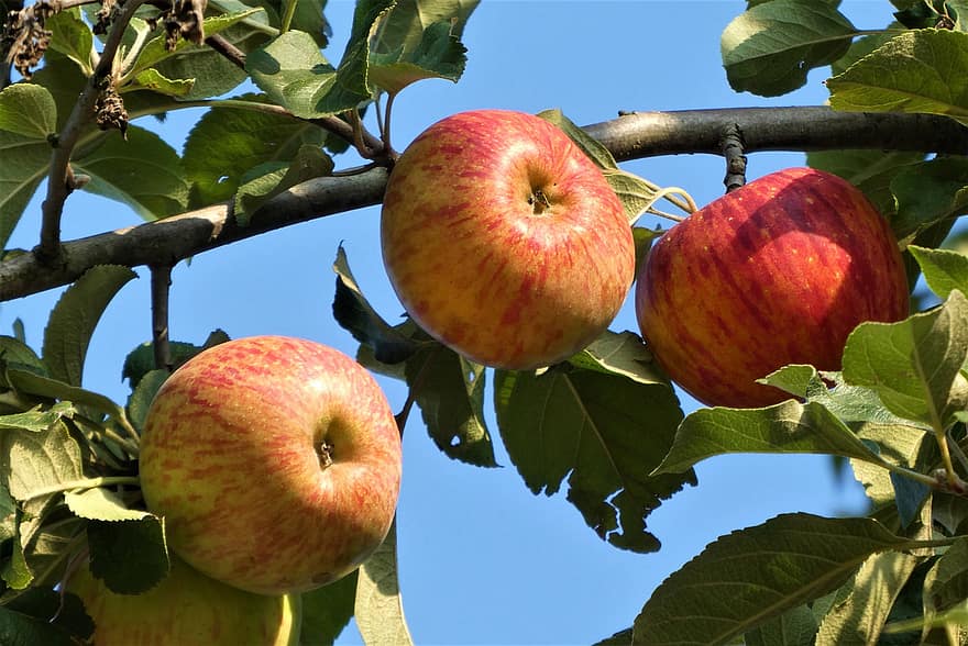 사과, 과일, 익은, 식품, 사과 나무, 과수원, 수확
