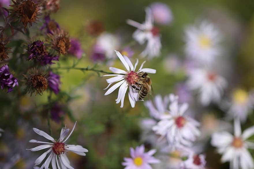 méh, rovar, virág, beporzás, szirmok, növény, kert, rét, nyári, tavaszi, esik