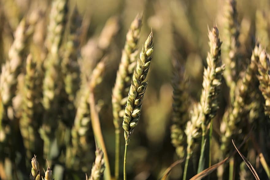 小麦、作物、植物、穀類、農業、フード、穀物、成長、春、自然