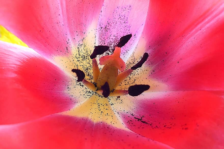 tulipán, flor, naturaleza, de cerca, planta, hoja, pétalo, cabeza de flor, color rosa, verano, botánica