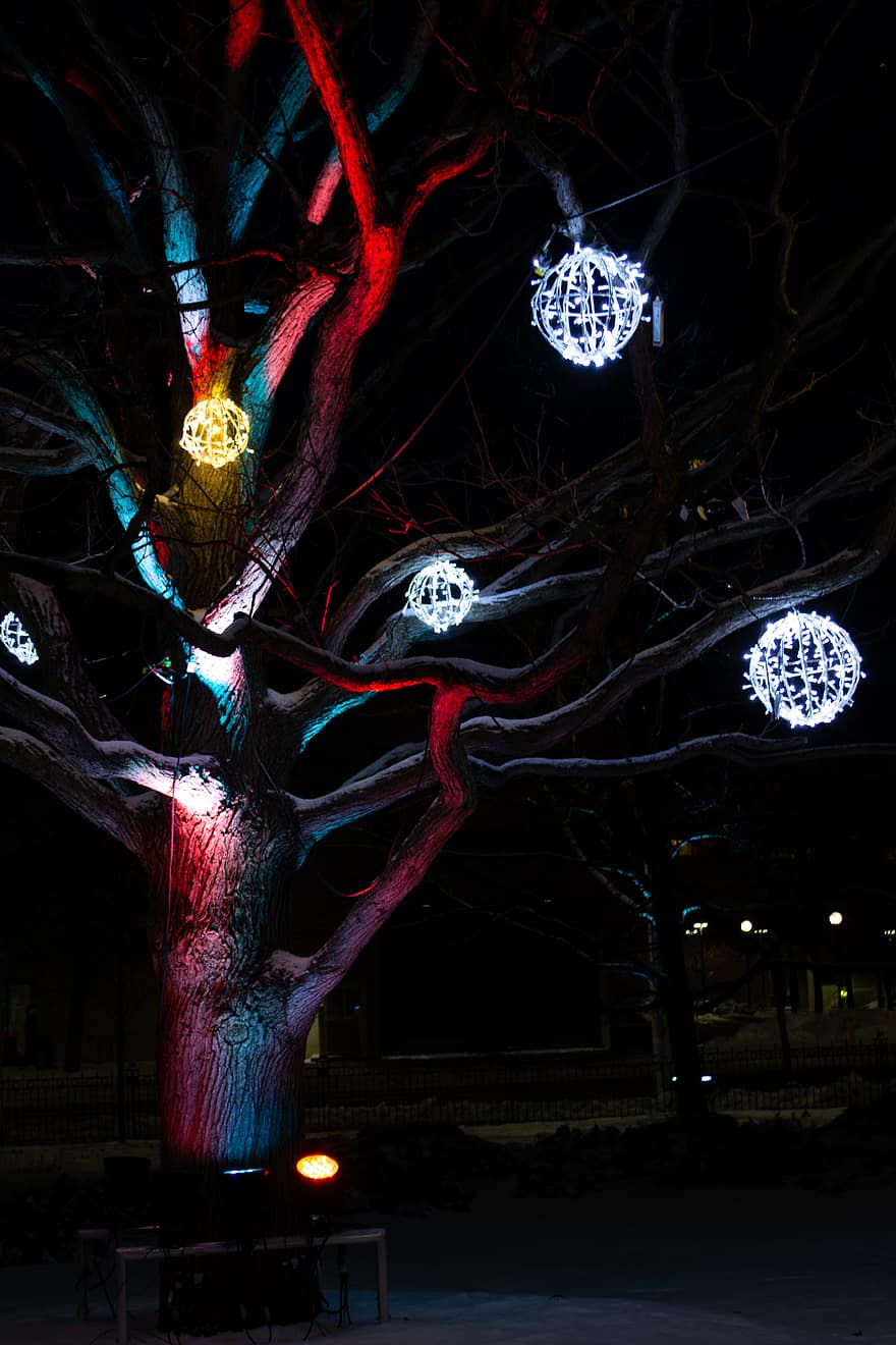 festive, lights, night, scene, christmas, holiday, branch, city, tree, winter, dusk