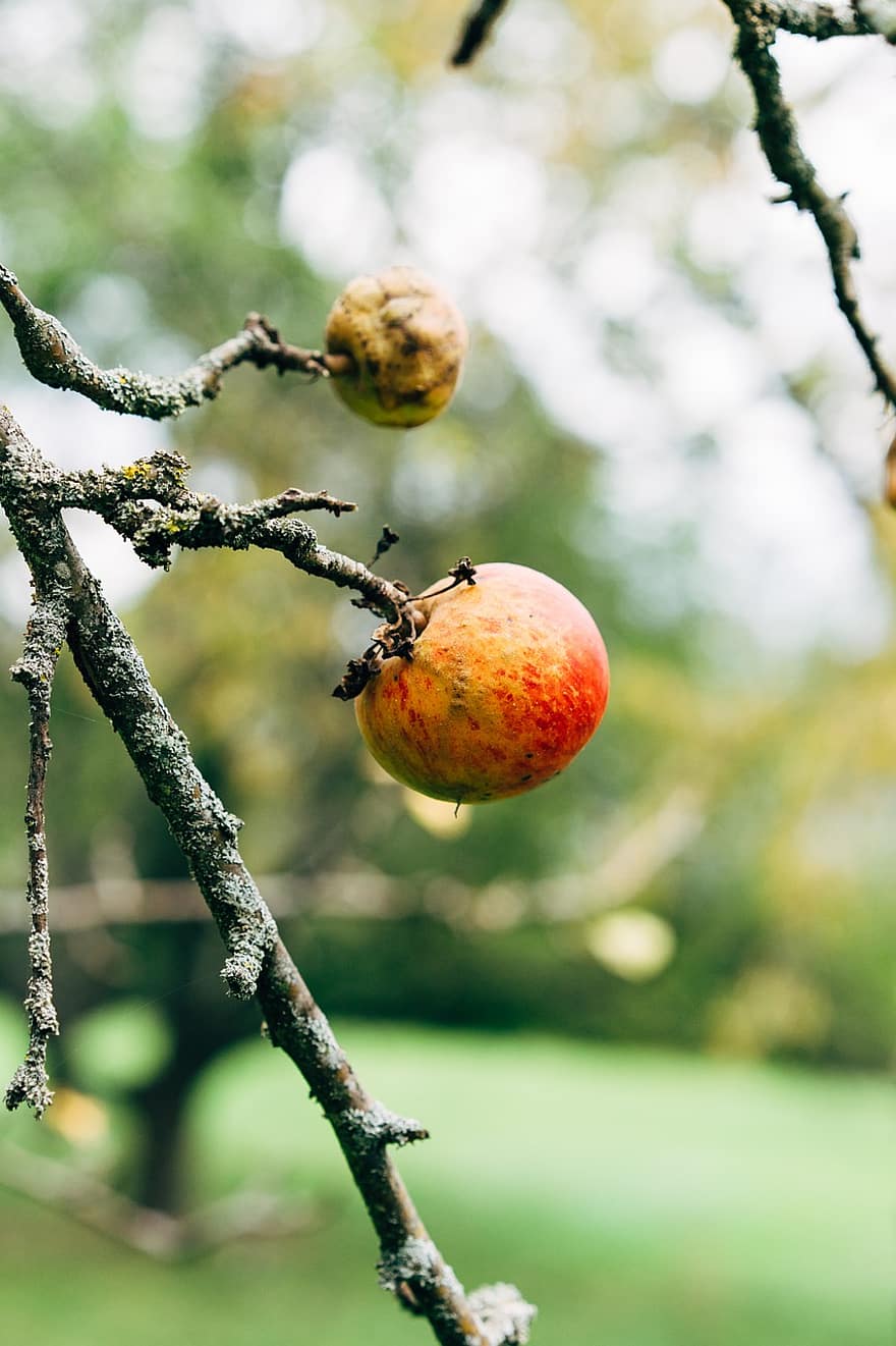 Mela, albero di mele, autunno