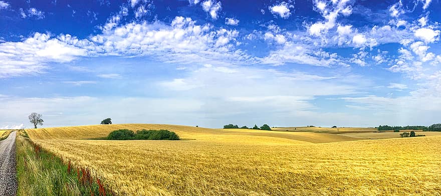 Harvest, Harvest Time, Mature, Straw, Field, Cereals, Nature, Agricultural, Cultivation, Arable Land, Countryside