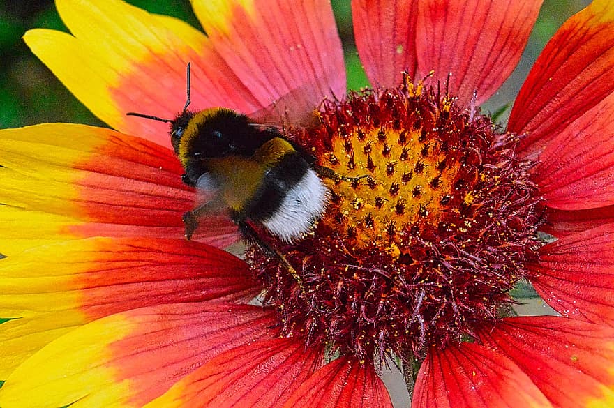 бджола, комаха, запилюють, запилення, квітка, крилате комаха, крила, природи, перетинчастокрилі, ентомологія