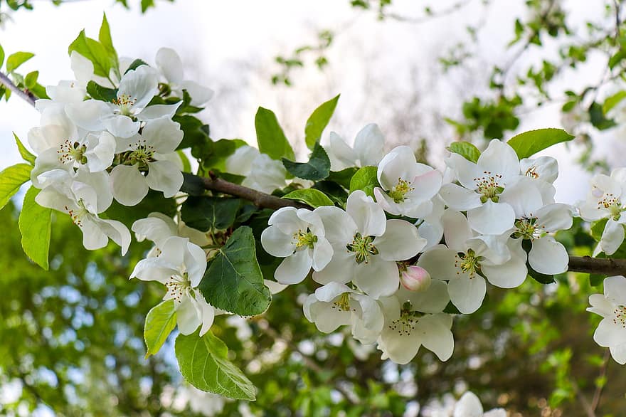 flores de maçã, árvore de maçã, flores, flores brancas, Flor, flor, Primavera, primavera, folha, ramo, fechar-se