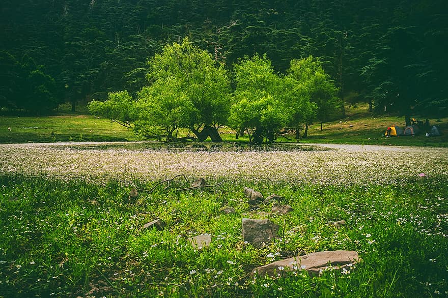 Meadow, Flowers, Trees, Plants, Field, Spring, Forest, Landscape, Nature