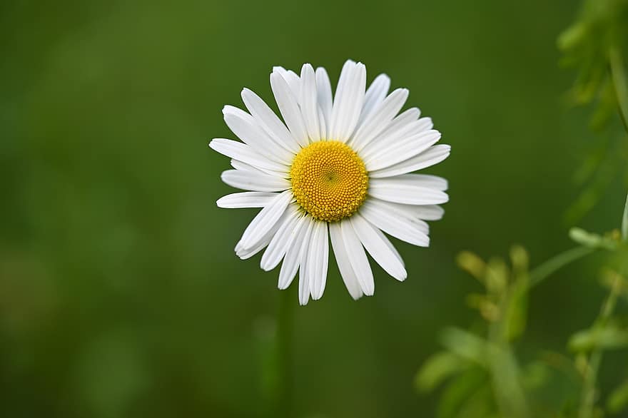 Daisy, gėlė, žiedas, žydi, žiedlapių