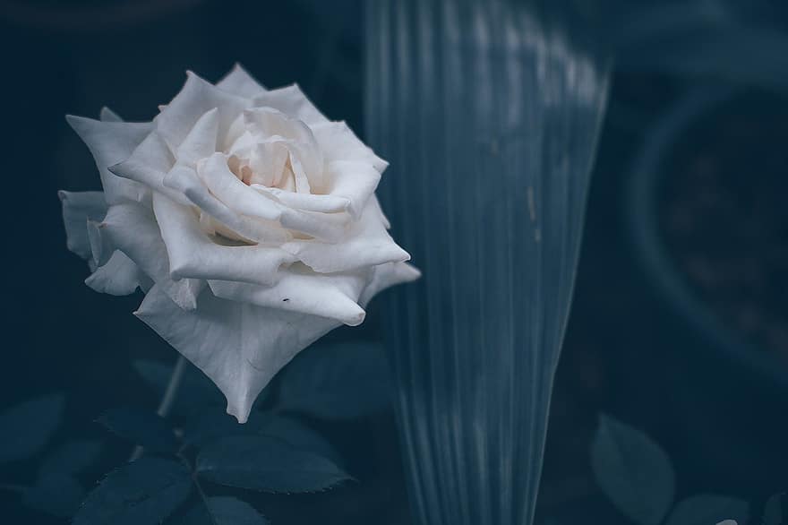 белый цветок, Роза, белая роза, крупный план, лист, лепесток, завод, цветок, головка цветка, свежесть, фоны