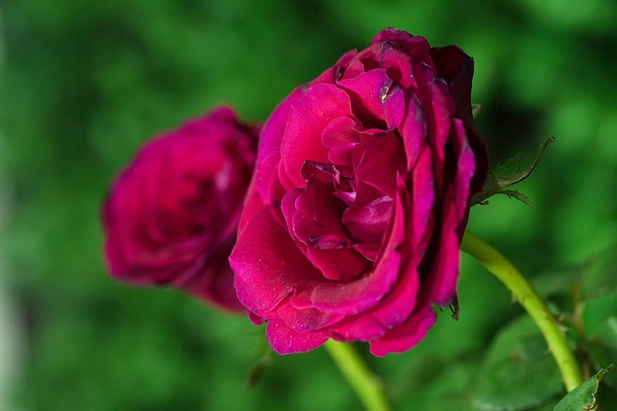 розы, цветы, завод, красные розы, красные цветы, лепестки, цветение, природа