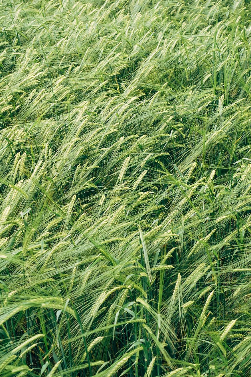 Rye, Field, Cereals, Agriculture, Wheat, Harvest, Summer, Farmer, Grain, Nature, Plant