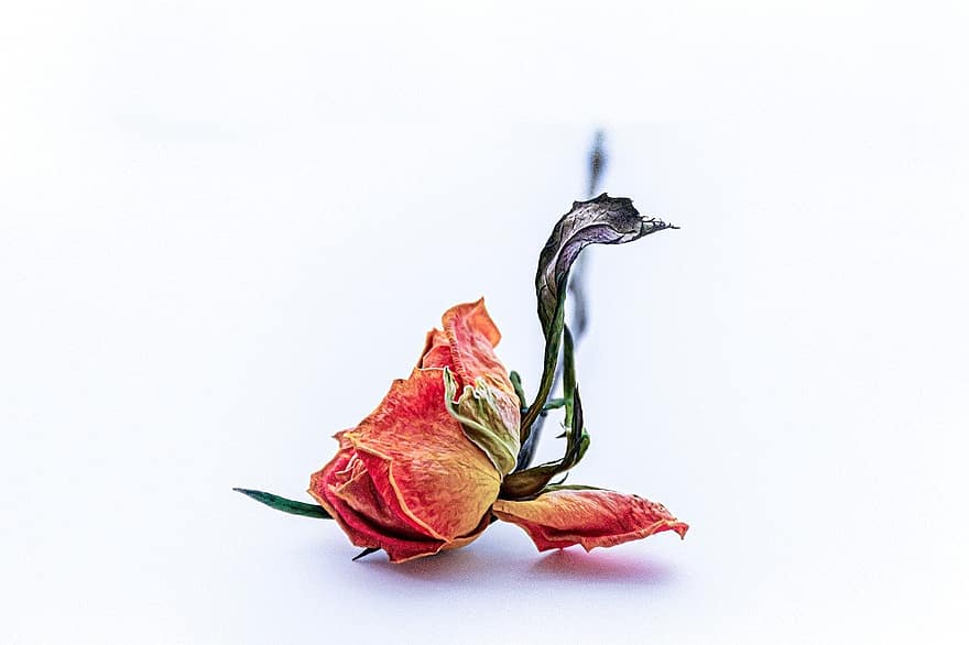 गुलाब का फूल, एकल, पोस्ट कार्ड, प्रेम, प्रेम प्रसंगयुक्त, गुलाब पृथक, चिढ़ाना, प्यार का कार्ड, कोमल फूल, प्रकृति का आश्चर्य, एक हंस के रूप में