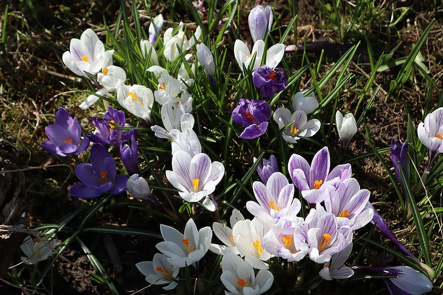 Blumen, Krokus, Frühling, Natur