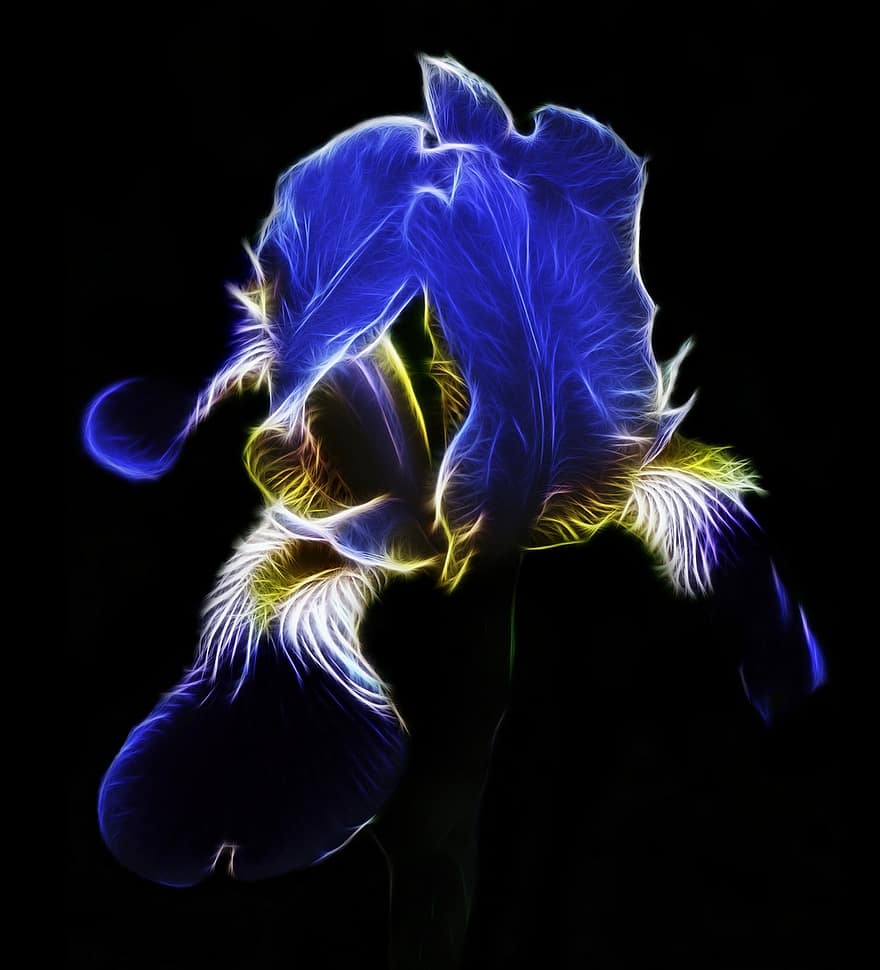 fractalius, blomma, iris, schwertlilie gewaechs, närbild, blå, växt