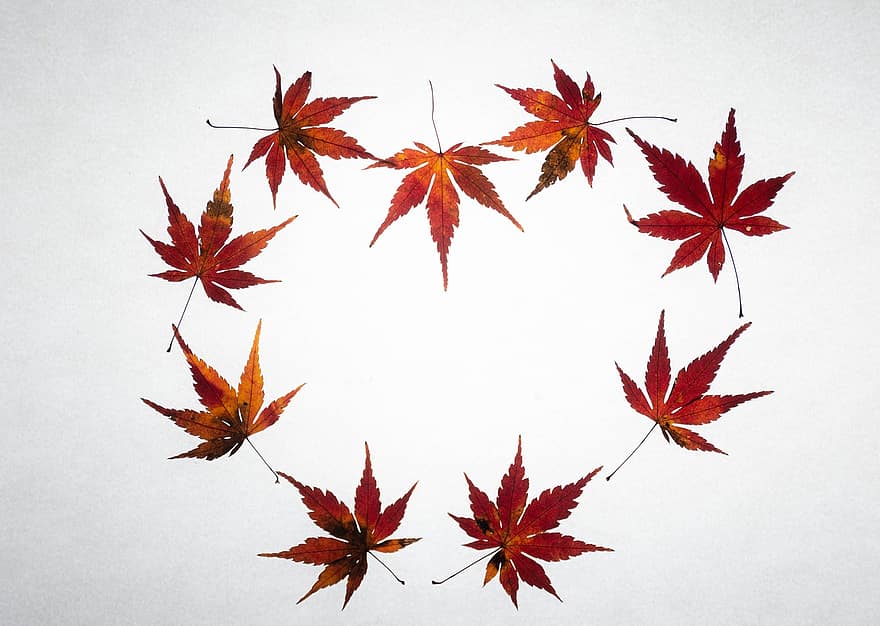 kļavas lapas, sirds, kritums, kļava, lapas, rudens lapas, kritums lapas, sirds formas, zaļumi, rudenī, sezonā