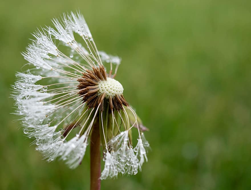 Dandelion, Spring, Seeds, Nature, Close Up, Flower, Plant, Macro, Pointed Flower, Structure, Blossom