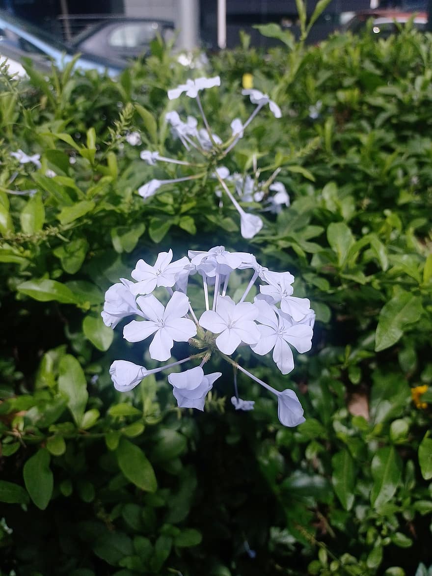 Cape Leadwort, Flowers, Plant, Plumbago, White Flowers, Petals, Buds, Bloom, Leaves, Nature