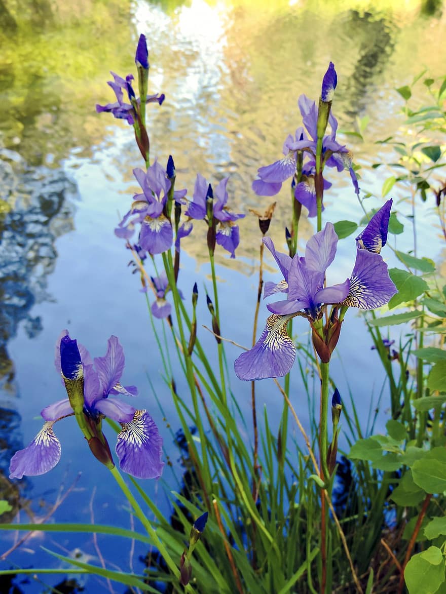 iris, bunga-bunga, alam, menanam, taman, flora, berkembang, kelopak, ungu, violet, bunga iris