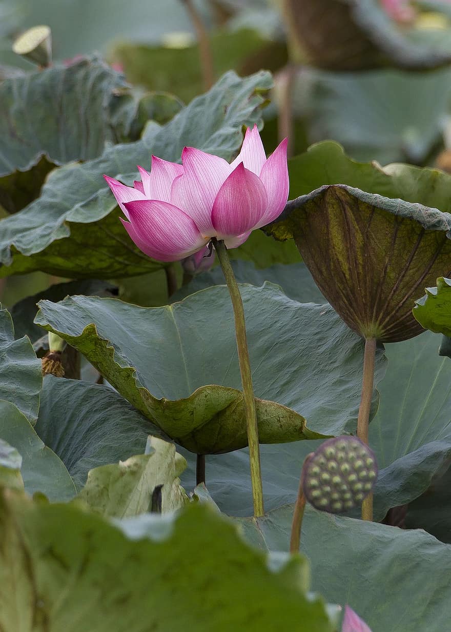 Lotus, Flower, Leaves, Plant, Water Lily, Pink Flower, Seed Pod, Lotus Flower, Lotus Leaves, Bloom, Aquatic Plant