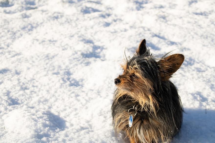 yorkshire terrier, hond, huisdier, sneeuw, winter, dier, huiselijk, hoektand, zoogdier, huisdieren, schattig
