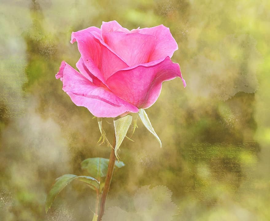 Rose, Flower, Blossom, Bloom, Pink