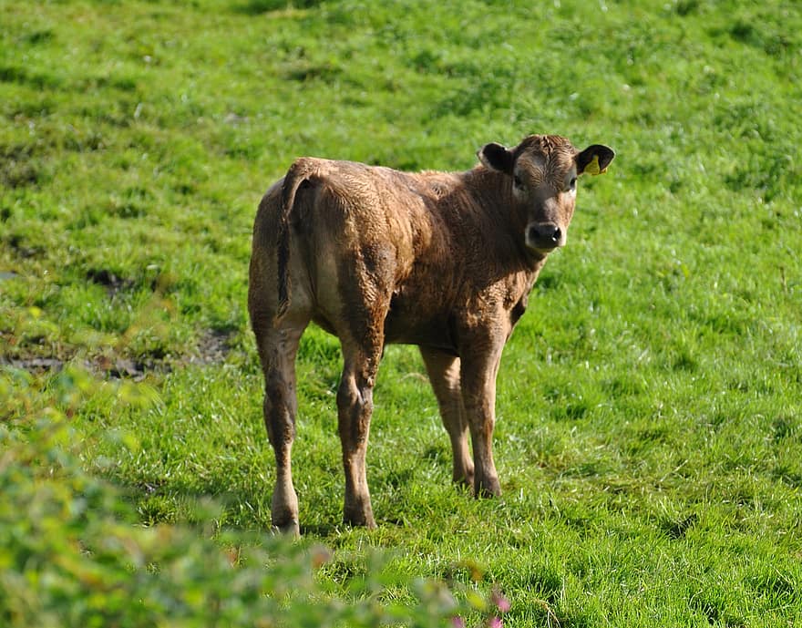 kalv, ko, bovin, djur-, lantbruk, landsbygden, natur, lantlig, carmarthenshire, gräs