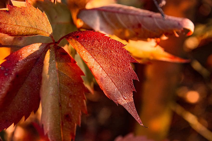 есен, шума, листа, роса, капки роса, влажен, мокър, есенни листа, есенна листа, есенни цветове, растения