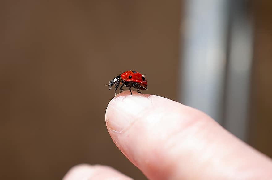 Ladybug, Insect, Finger, Ladybird Beetle, Beetle, Red Beetle, Dotted, Dotted Beetle, Nature, Fauna, Animal