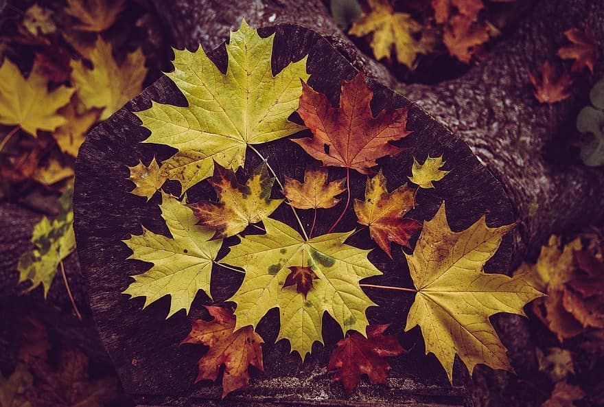 arce, hojas, otoño