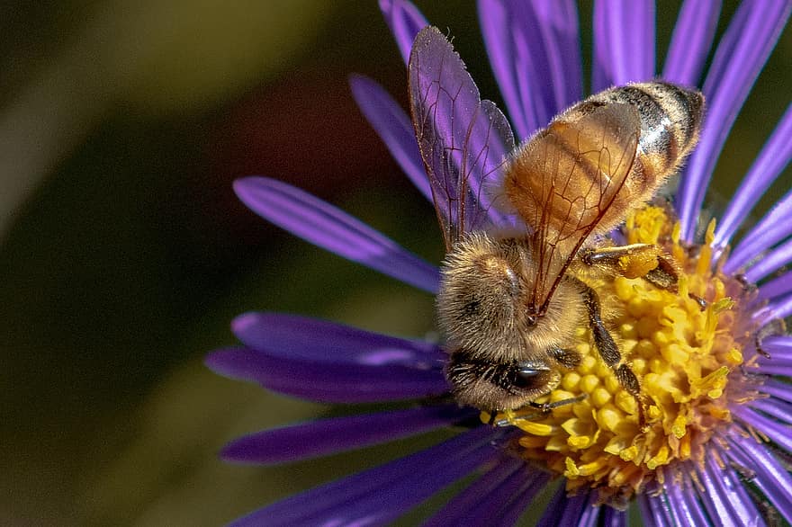 con ong, bông hoa, bọ cánh cứng, mật ong, cây, ngã, hoang dã, hệ thực vật, hoa, vườn, thú vật